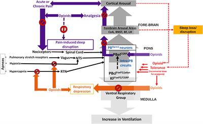 Opioids, sleep, analgesia and respiratory depression: Their convergence on Mu (μ)-opioid receptors in the parabrachial area